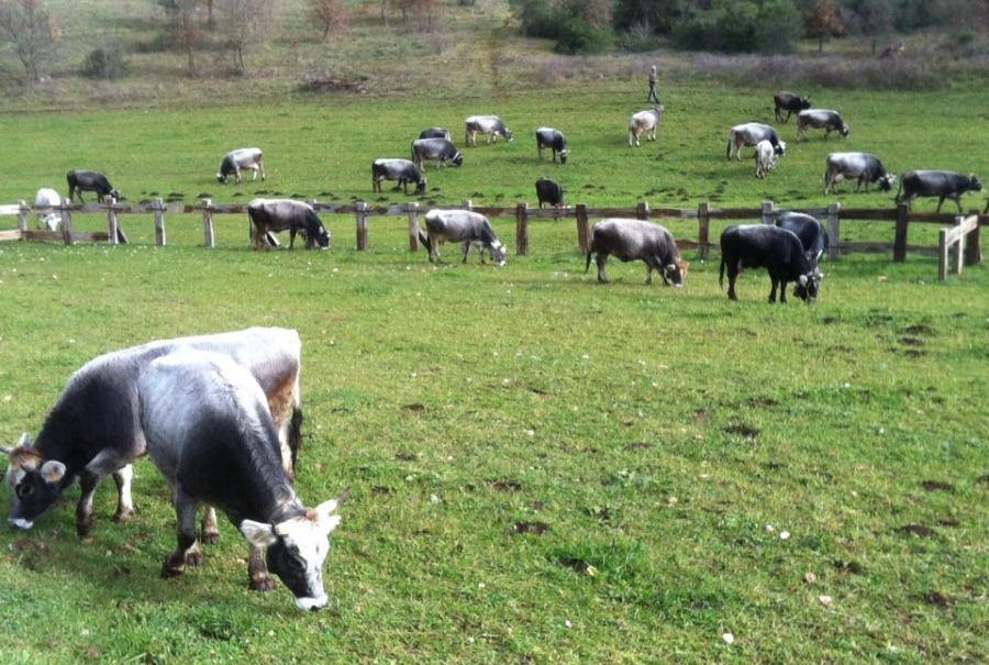 Agriturismo Amicizia Villa Cassano delle Murge Eksteriør billede