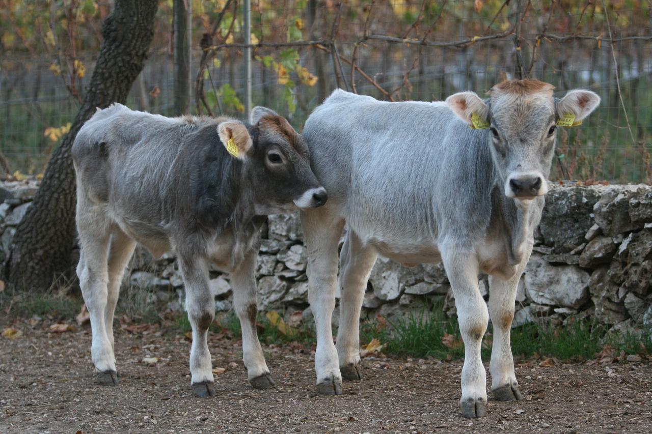 Agriturismo Amicizia Villa Cassano delle Murge Eksteriør billede